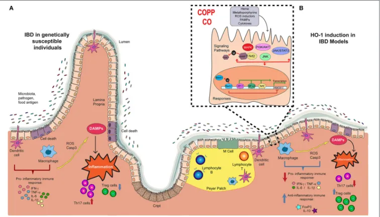 FIGURE 1 | Players in the development and progression of IBD and the potential therapeutic effect of Hemoxigenase-1