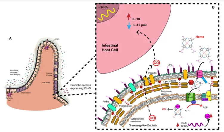 FIGURE 2 | Heme uptake and degradation by gram negative bacteria. Microbiota is in constant interaction with the epithelial cells