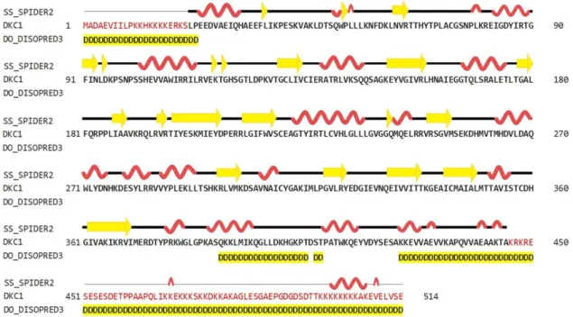 Figure 2. Secondary structure prediction of hDKC1 using HHPred (SPIDER2 (Scoring Protein  Interaction Decoys using Exposed Residues) for secondary structure prediction, and DISOPRED  (Disorder Prediction Server) for unstructured or disordered region predic