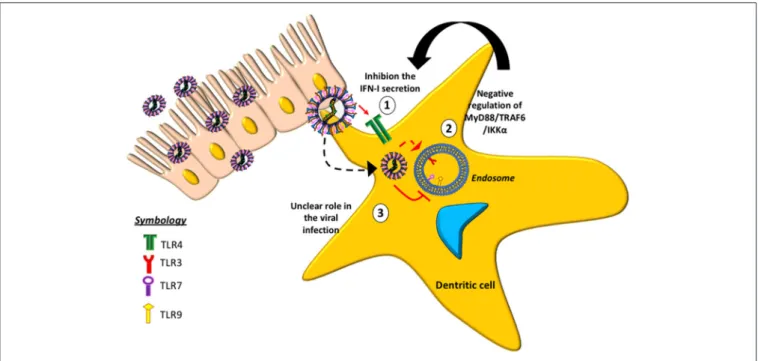 FIGURE 2 | Toll-like receptors (TLRs) and their role in the evasion of the immune response induced by hMPV