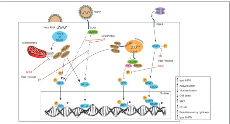 FIGURE 3 | Effects of hMPV proteins on signaling pathways. Once the viral particle has fused with the plasmatic membrane, the viral RNA is delivered to the cytoplasm and recognized by MDA5 or RIG-I (PRRs), activating the IRF3 and NF-κB pathways through TRA