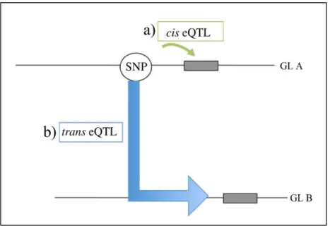 Figura 2: Representación gráfica de regulación génica por medio de QTL de expresión (eQTL)  (modificado de Nica y Dermitzakis 2013)