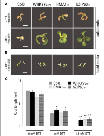 FIGURE 4 | Phenotypic characterization of inducible transgenic lines expressing WRKY75 and RMA1