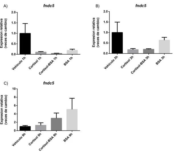 Figura 6. Impacto de las vías de señalización canónica y no canónica de cortisol sobre la  expresión  de  fndc5  en  músculo  esquelético  de  trucha  arcoíris