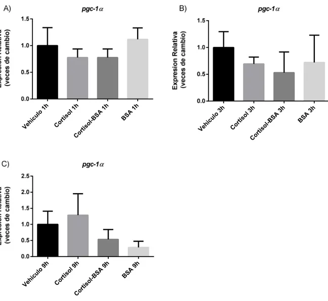 Figura  7.  Impacto  de  las  vías  de  señalización  canónica  y  no  canónica  de  cortisol  en  la  expresión de pgc-1α en musculo esquelético de trucha arcoíris