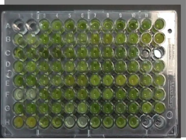 Fig. 2. Placa ELISA con muestras de  papa 