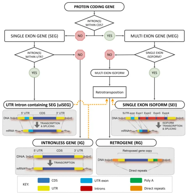 Figure 1. Workﬂow for developing a structured vocabulary (ontology) to distinguish different types of single exon CDSs