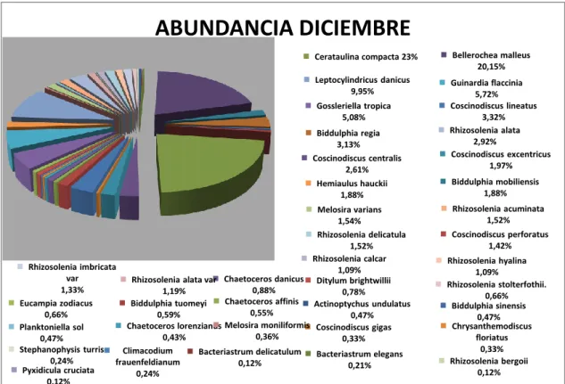 Gráfico 7. Abundancia de Diatomeas diciembre  2013 en la bahía de  Anconcito 