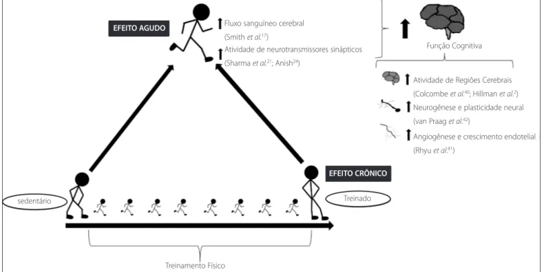 Figura 1. Mecanismos fisiológicos que explicariam o papel agudo e crônico do exercício sobre a cognição.