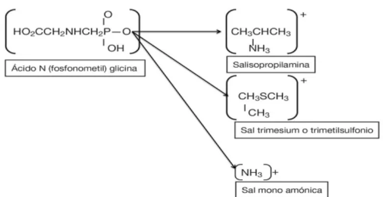 Figura 2. Estructura química de las sales del ácido glifosato. 