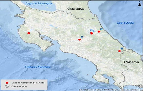 Figura  5.  Origen  geográfico  de  biotipos  de  P.  paniculatum.  B,  D  y  L  son  biotipos  resistentes a glifosato y T, C y H biotipos susceptibles