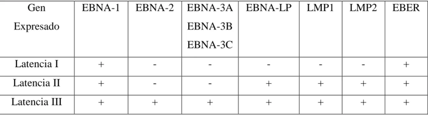 Tabla  1.  Productos  de  expresión  en  cada  uno  de  los  programas  de  latencia  de  VEB