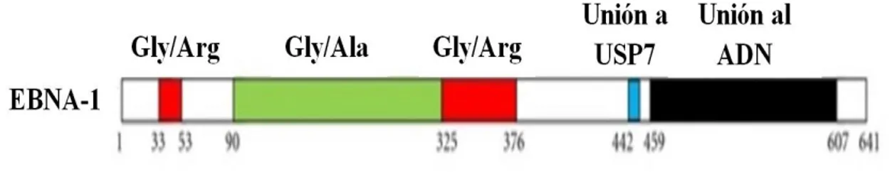 Figura 3. Representación esquemática de la proteína EBNA-1. Se muestran las dos regiones  ricas  en  Gly-Arg  (rojo),  repeticiones  de  Gly-Ala  (verde),  el  sitio  de  unión  a  USP7  (azul),  y  el  dominio de unión y dimerización de ADN (negro)