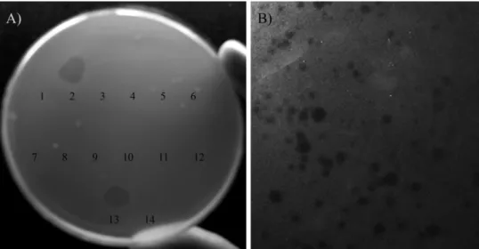 FIG. 2. Transmission electron micrographs. (A) Morphology of phage Fnp ⌽02; (B) Fnp cell after inoculation with Fnp⌽02; (C) higher magnification of the Fnp cell lysis and the liberation of new phage particles (arrows).