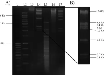 FIG. 5. Adsorption of Fnp ⌽02 to Fnp: representative adsorption curve based on results from three separate experiments