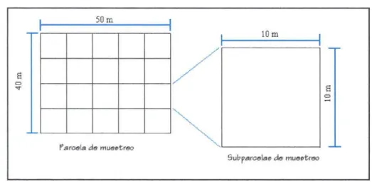 Figura 2. Forma y dimensiones de las parcelas y subparcelas a utilizar.