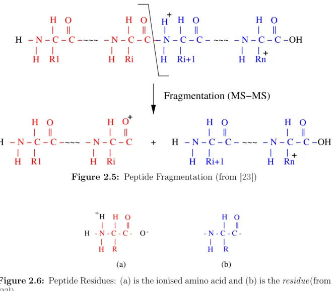 Figure 2.5: Peptide Fragmentation (from [23]) D y n a m i c P r o g r a m m i n g A p p r o a c h t o P e p t i d e S e q u e n c i n g 1 7 | | H H| O||   N  C  C -R (b)(a)H| - N - C - C -|H|H O||ORH|+