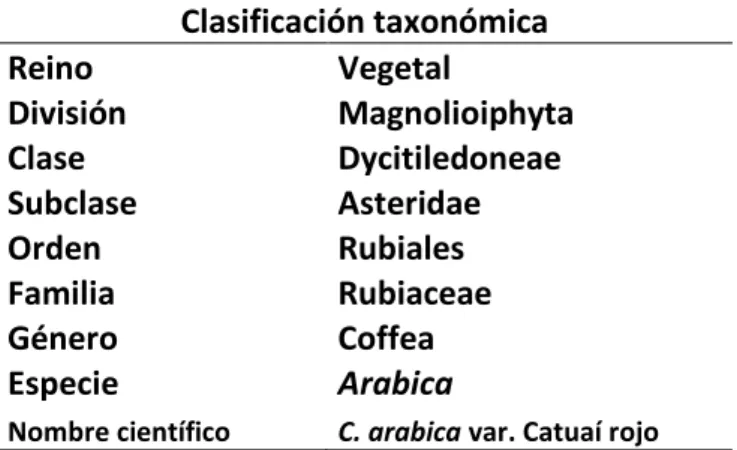 Cuadro 1.  Taxonomía del café.