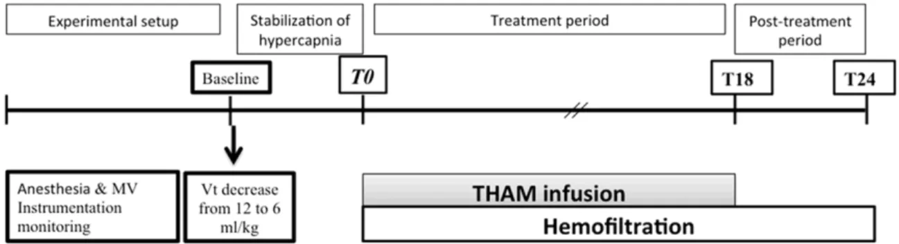 Figure 1. Experimental design for THAM+HF group. The figure describes the four protocol periods, the timeline, and  the main events