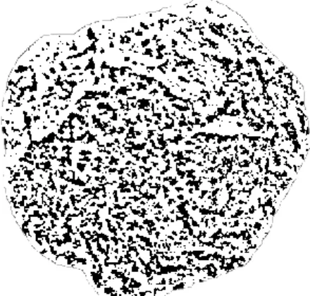 fig. 19  Huellas visibles. 