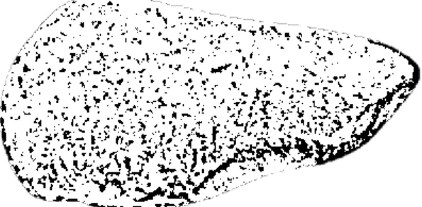 fig. 21  Huellas visibles. 