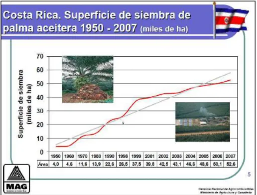 Figura 3. Cultivo de palma aceitera  Fuente. Venegas, Salazar, &amp; Montero (2013) 