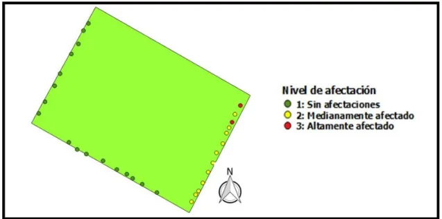 Figura  26. Ubicación de los árboles del Parque Centenario clasificados según  el nivel de mantenimiento