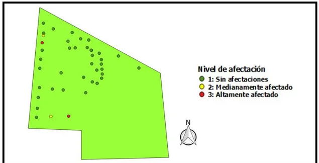 Figura  33. Ubicación de los árboles del Parque INA según el nivel de daño  físico. 