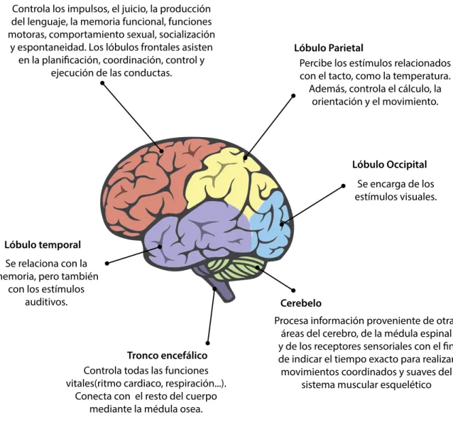Figura 4. Cerebro y sus funciones