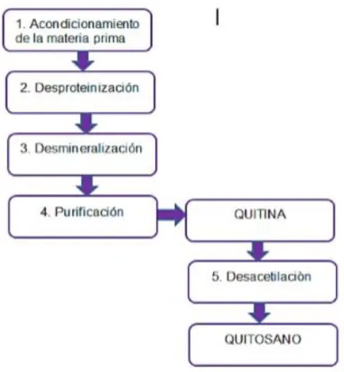 Figura 2. 2. Diagrama de la obtención de la quitina y el quitosano Fuente: Tafur &amp; Quebedo, 2014