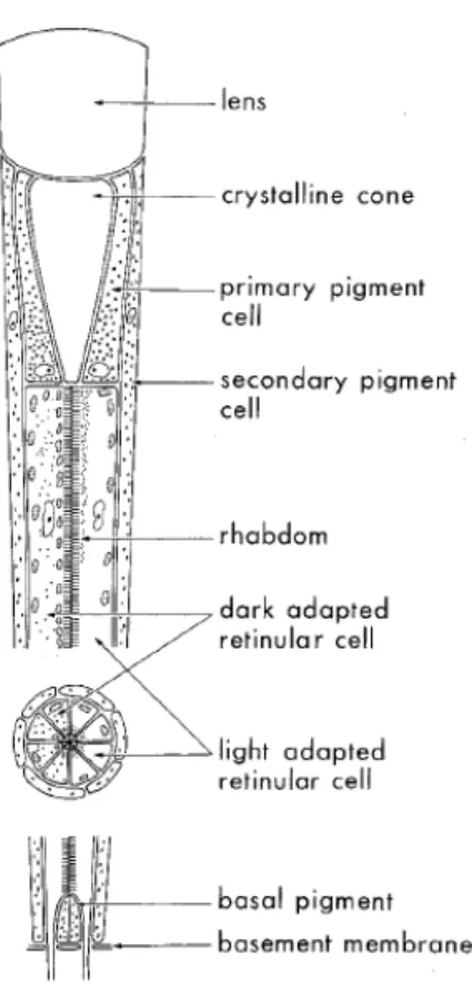 Figure 2.1: The ommatidium of a hymenopteran compound eye representing a typical apposition eye.