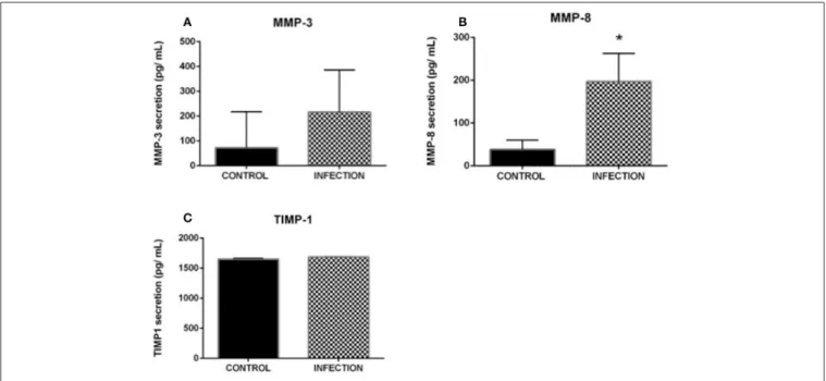 FIGURE 3 | Evaluation of MMP-3 (A), MMP-8 (B), and TIMP-1 (C) protein expression upon gonococcal infection