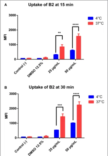 FIGURE 2 | Labeling pattern of B2. HeLa cells were seeded on coverslips and incubated with 50 µg/mL B2 for 30 min at 37 ◦ C prior being fixed and analyzed by fluorescence microscopy