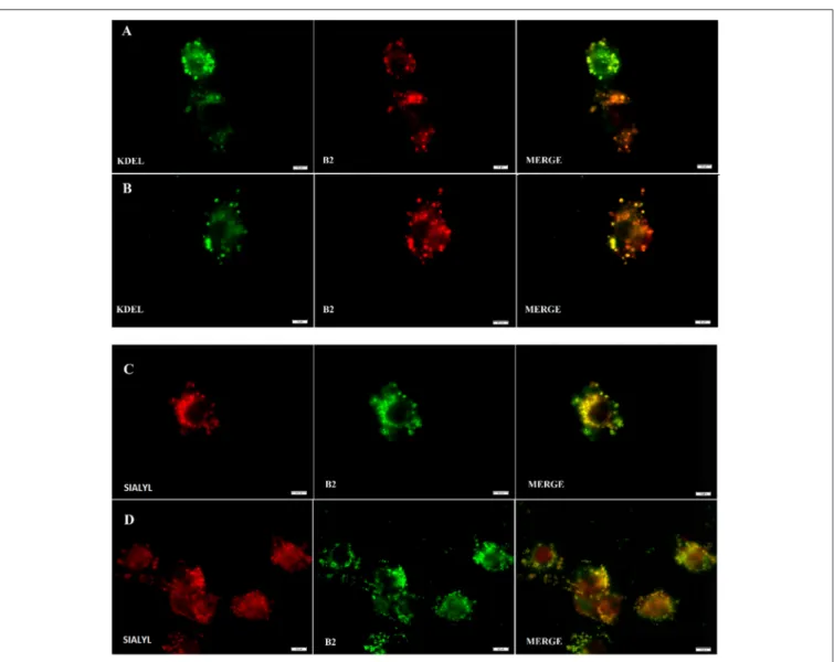 FIGURE 5 | B2 staining co-localizes with Endoplasmic Reticulum (ER) (A,B) and Golgi apparatus (C), (D)
