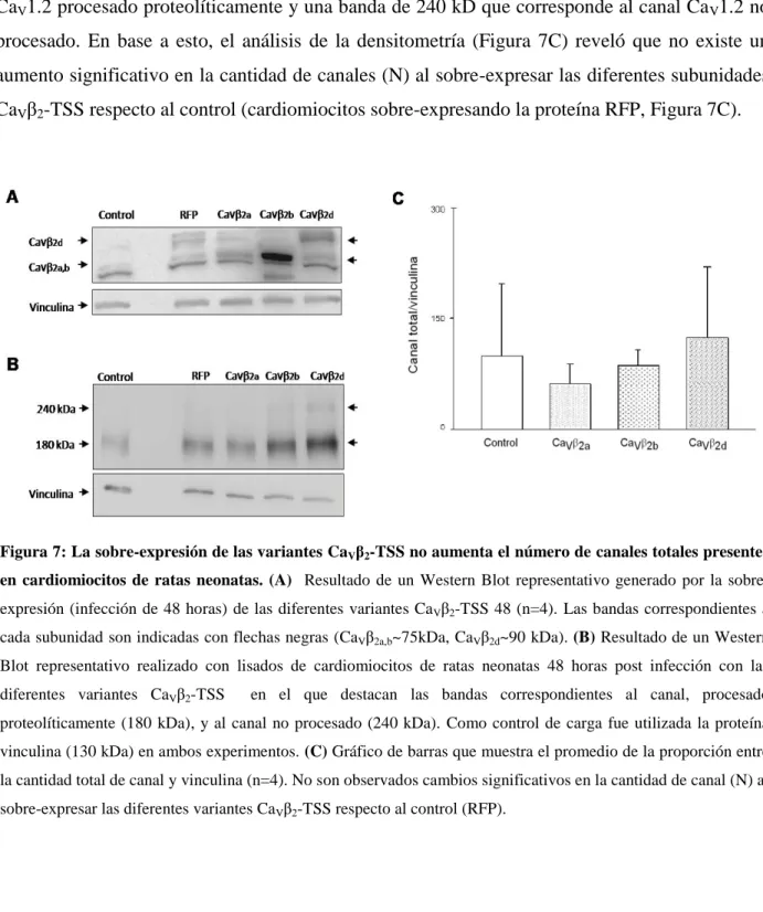 Figura 7: La sobre-expresión de las variantes Ca V β 2 -TSS no aumenta el número de canales totales presentes  en  cardiomiocitos  de  ratas  neonatas