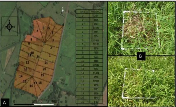 Figura  5 A) Diseño de los 21 potreros del módulo con su respectiva área (m²). B) Cuadricula  de  0,25  m²  para  la  recolección  de  sub  muestras  de  forraje  para  el  análisis  bromatológico