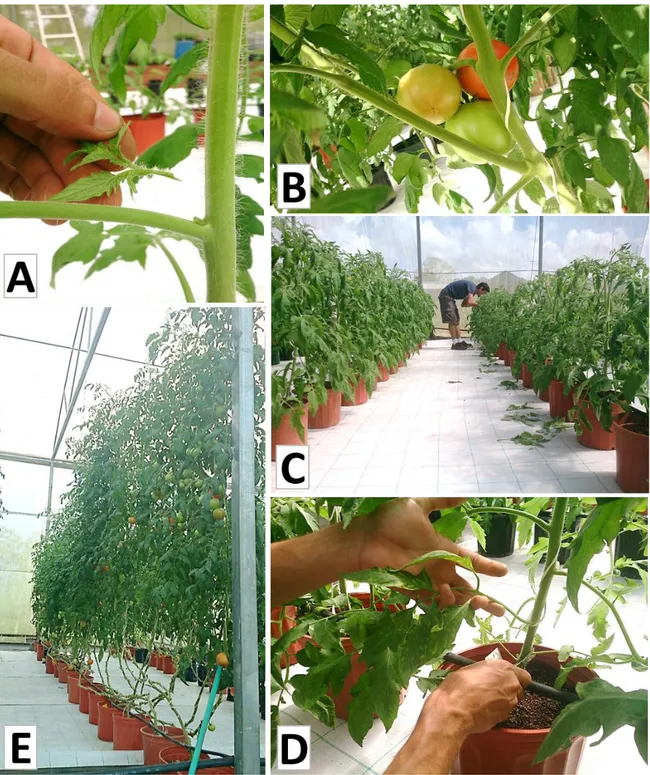 Figura  4.    Podas  realizadas  en  el  cultivo  de  tomate  (Lycopersicon  esculentum  M.)  bajo  sistema  protegido  hidropónico