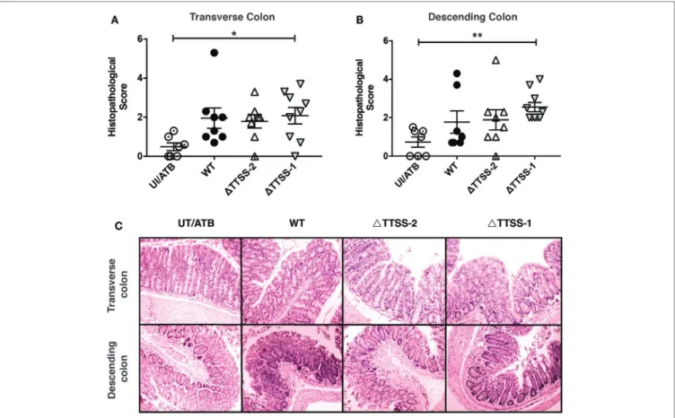 FigUre 3 | Previous Salmonella enterica serovar Typhimurium (S. Typhimurium) infection increases the susceptibility of spontaneous inflammation of colon of  interleukin (IL)-10 −/−  mice in a 2-encoded type three secretion system (TTSS-2)-dependent fashion