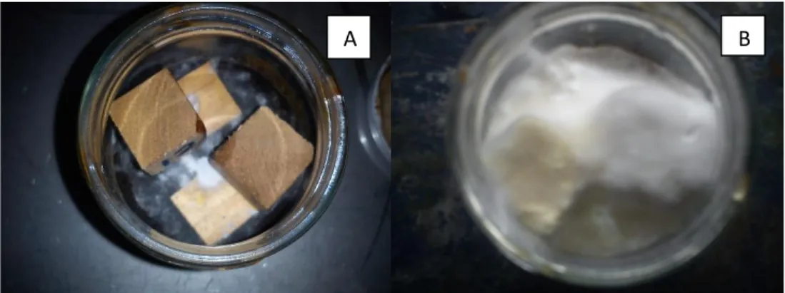 Figura  2.  Exposición  de  las  muestras  de  madera  termo-tratada  en  el  hongo  (A)