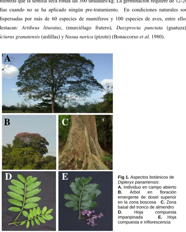 Fig 1. Aspectos botánicos de  Dipteryx panamensis: 