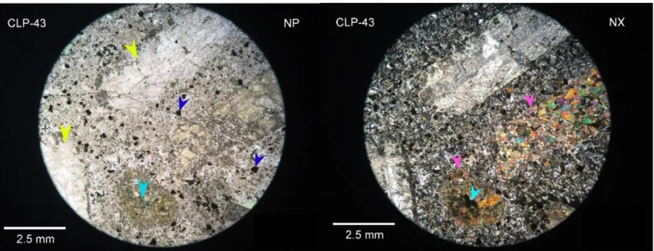 Figura  3.4  Fotomicrografía  de  la  muestra  CLP-43  en  nicoles  paralelos  (izquierda)  y  nicoles  cruzados  (derecha)  mostrando  los  constituyentes  principales