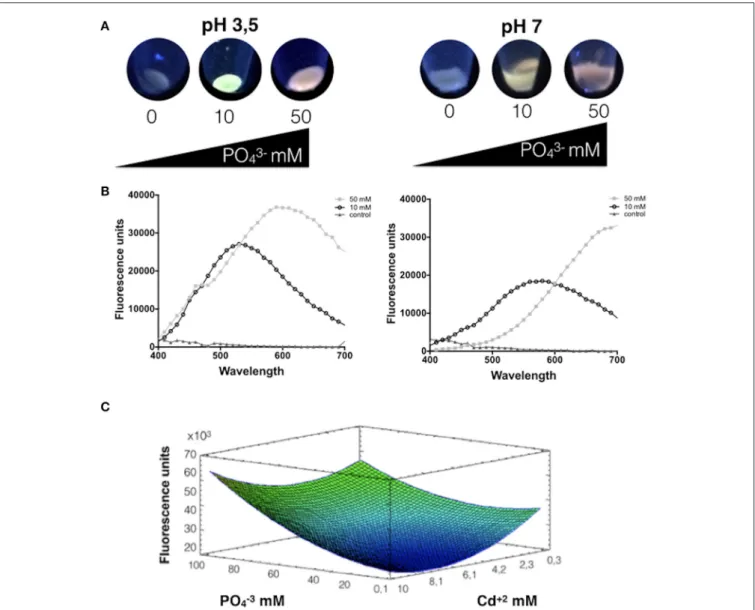 FIGURE 1 | Phosphate favors the biosynthesis of CdS-QDs at pH 3.5. (A) Fluorescence of cells exposed to CdS-QDs biosynthesis conditions during 24 h in presence of different phosphate concentrations (Cd 2+ 0.66 mM and phosphate 0, 10, or 50 mM)