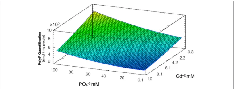 FIGURE 4 | Response surface for a two variables model describing the effect of cadmium and phosphate on polyP levels during QDs formation conditions (R 2 : 86%, p &lt; 0.05)