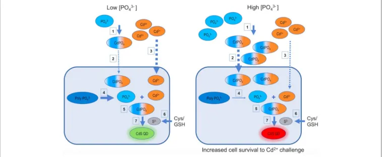 FIGURE 5 | Models for phosphate dependent CdS-QDs biosynthesis by A. thiooxidans ATCC 19703