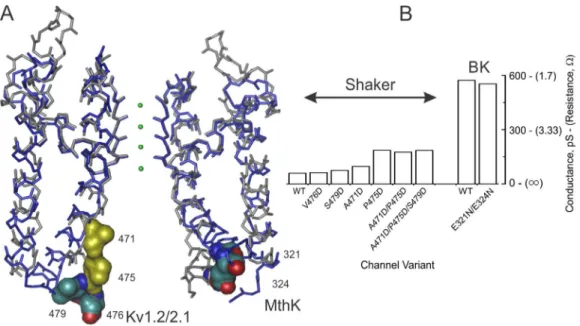 Figure 2.  Occupancy and dimensions of the internal cavity and the maximum conductance of Kv and BK channel
