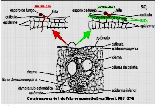 Figura  1.  El  silicio  en  la  epidermis  de  las  plantas.  Fuente:  Vladimir    V