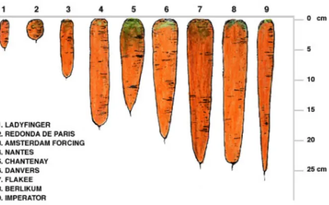 Figura 3.  Diferentes tipos de    raíces  de  zanahoria  cultivadas  en el mundo. ( Fuente Hortalizas , Frutas y Flores)