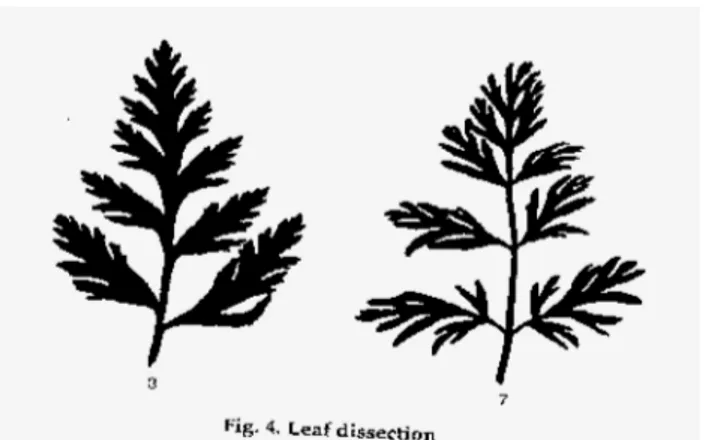 Figura 16. Tipos de disección de hojas de planta de zanahoria (Fuente  I.P.G.R.I). 