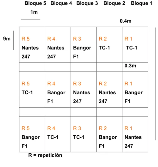 Figura  19.  Distribución  de  parcelas  en  una  evaluación  de  tres  cultivares  de zanahoria (Daucus carota L