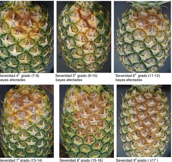 Figura  7.    Tabla  utilizada  para  determinar  severidad  de  daño  en  experimento  sobre  métodos  de  protección  de  fruta  contra  los  rayos  solares  y  su  influencia  sobre  la  calidad  externa  e  interna  en  piña  (Ananas   comosus)  (L.)  